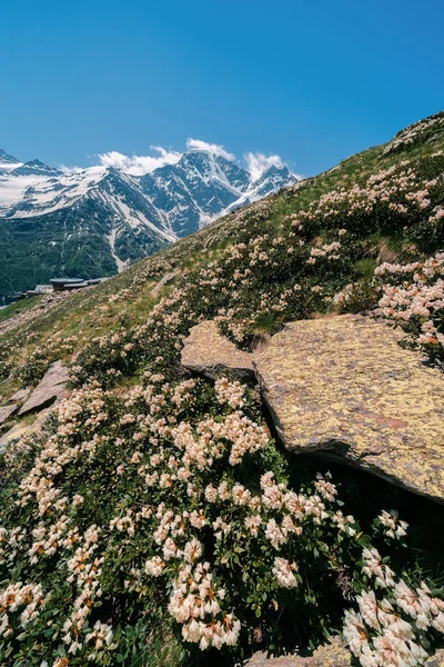 Rhododendrons Sur Une Pente Montagne Floraison Sur Crête Caucase Mont Image En Vente