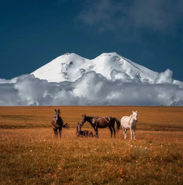 Kavkazské Hory Koně Koně Pozadí Elbrusu Letní Krajina Zvířaty Malebném Stock Obrázky