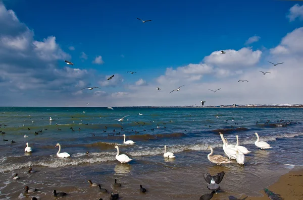 Swans on the sea