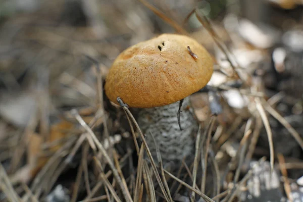 Orange-cap boletus mushroom — Stock Photo, Image