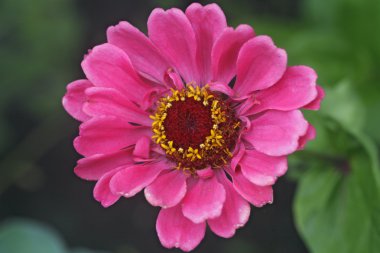 Zinnia çiçeği pembe