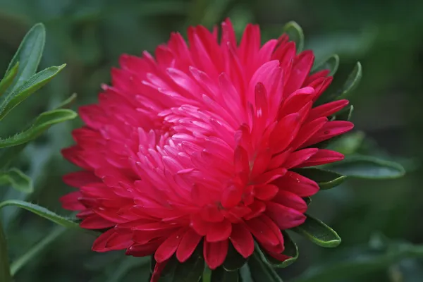 Crimson flower Callistephus, Asteraceae — Stock Photo, Image