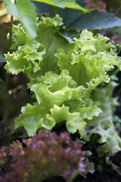 Kopfsalat — Stockfoto