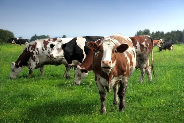 Pastagem de vacas — Fotografia de Stock