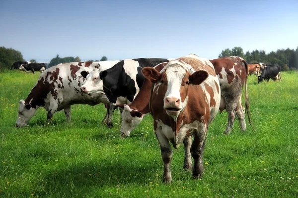 Cows grazing — Stock Photo, Image