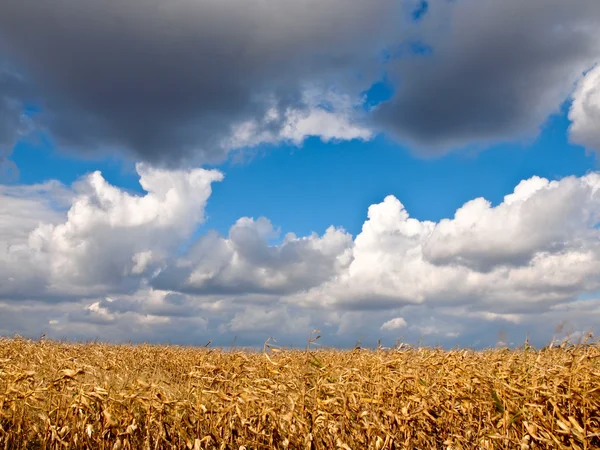 Maisfelder, Polen — Stockfoto