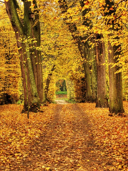 Tortum park nieborow Sarayı, Polonya