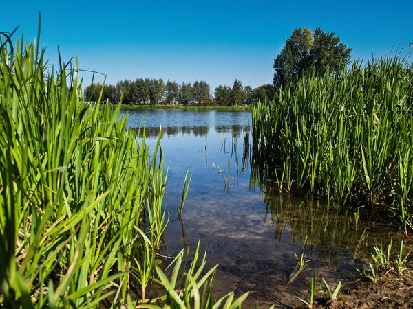 在波兰的一个湖中的芦苇 — 图库照片