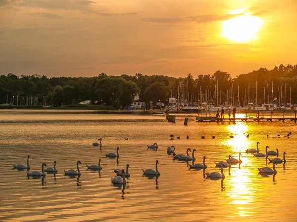 Cigni nel bellissimo tramonto sul lago con ponte , — Foto Stock