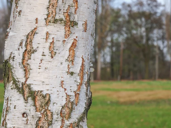 Close up of the birch trunk located on a background — Stock Photo, Image