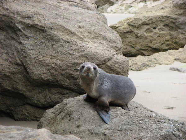 Little seal. — Stock Photo, Image