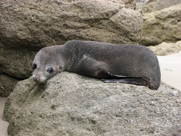 Pretty seal. — Stock Photo, Image