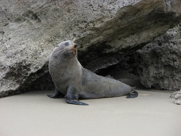 Proud seal. — Stock Photo, Image