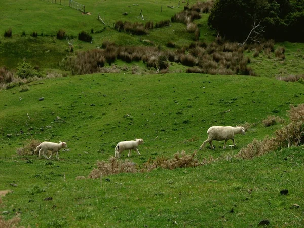 Wit en groen — Stockfoto