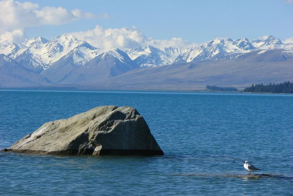 Bird is relaxing on the lake — Stock Photo, Image