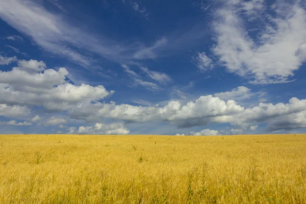 Pole zralé pšenice s velkou oblačno a hluboké nebe — Stock fotografie