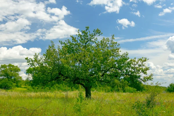 Oddzielone drzewa w polu trawy z pochmurnego nieba — Zdjęcie stockowe