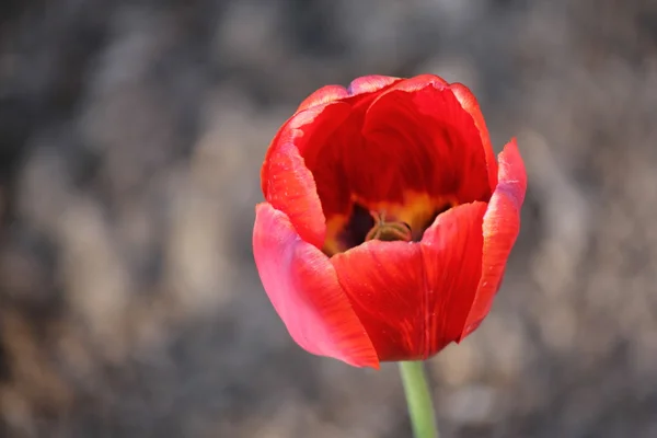 Czerwony kwiat koncentruje się na jego liście — Zdjęcie stockowe