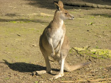 Kanguru geri kalanı üzerinde