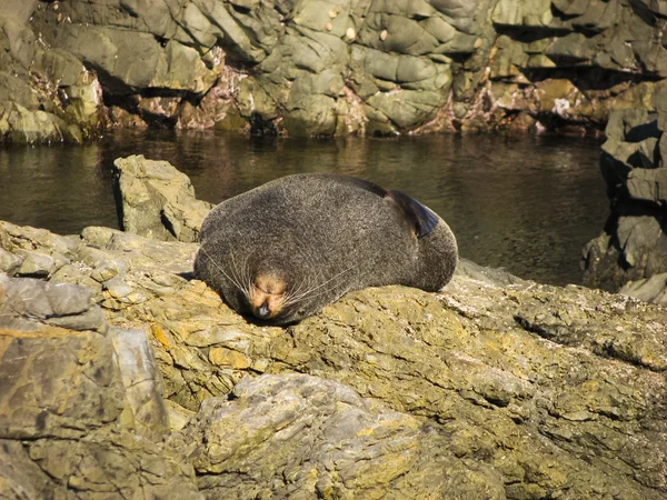 Slaperige zeehond — Stockfoto