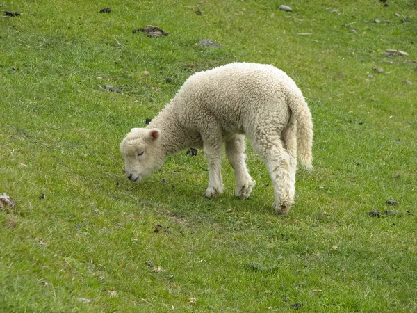 Στηργμένος πρόβατα — Φωτογραφία Αρχείου