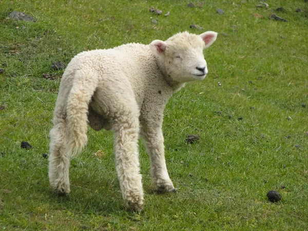 Klidová ovce — Stock fotografie