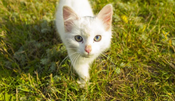 Любовный котенок — стоковое фото
