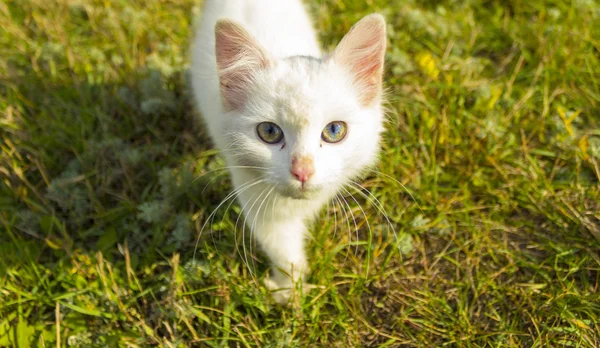 Lovely kitten