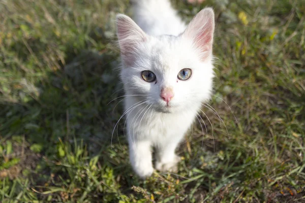 Lovely kitten