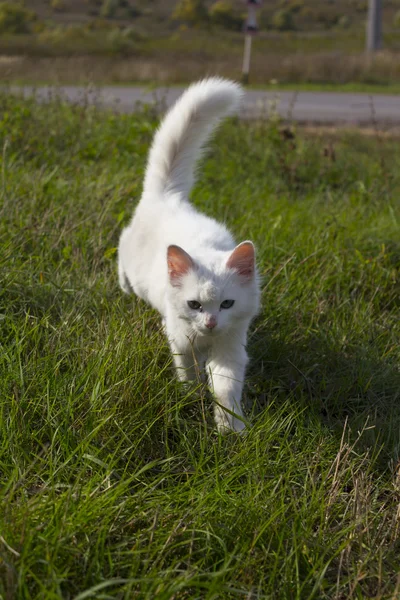 Lovely kitten — Stok fotoğraf