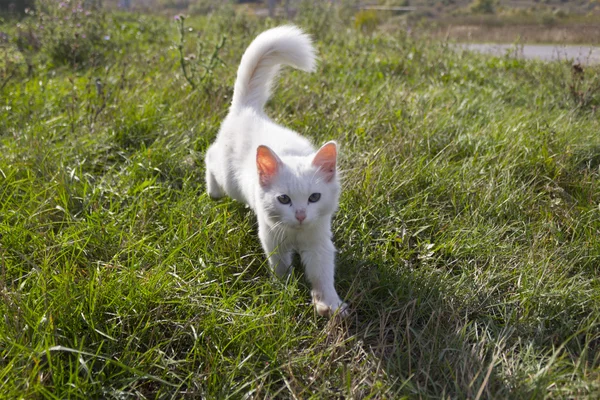 Lovely kitten