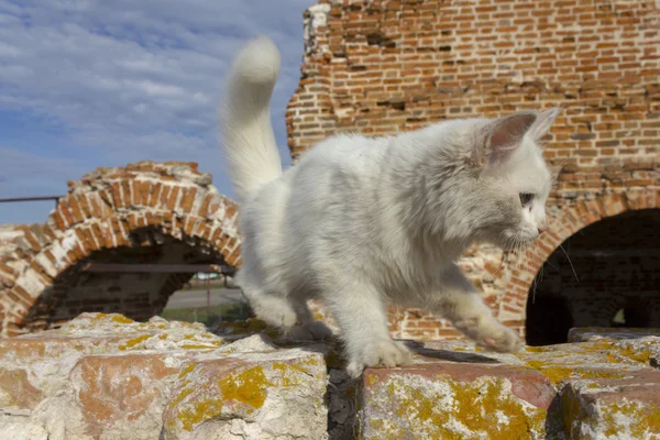 Lovely kitten