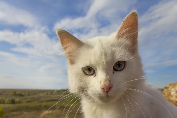Lovely kitten