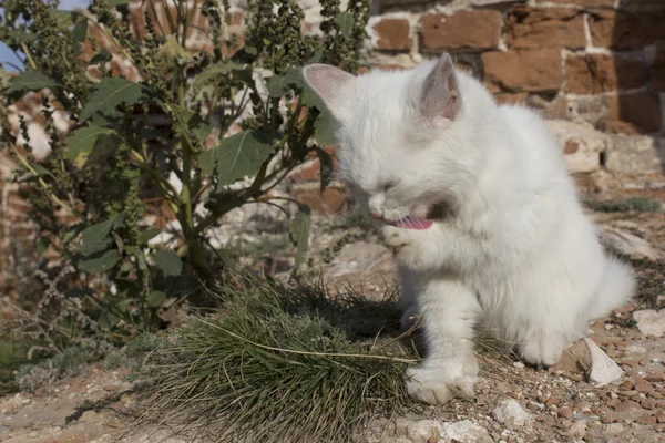 Lovely kitten