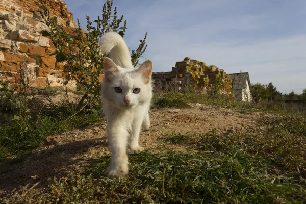 Lovely kitten