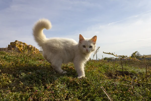 Lovely kitten