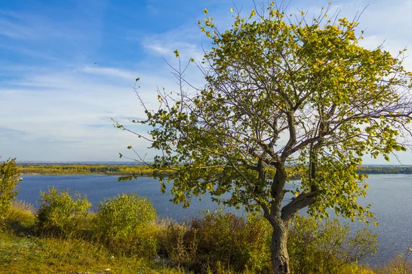 Himmel und Bäume — Stockfoto