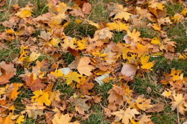 Parkta sonbaharda güzel altın akçaağaç yaprakları