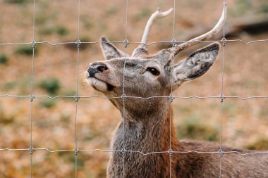 deer in the enclosure close up. autumn season.