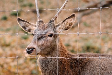 deer in the enclosure close up. autumn season.