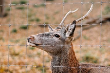 deer in the enclosure close up. autumn season.