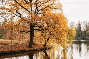 Parkta sonbahar manzarası. Güneşli bir hava. Sonbahar sezonu.