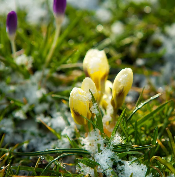 Flowers Growing in Snow — Stock Photo © mimagephotos 22403863