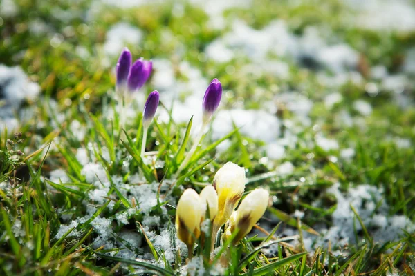Bloemen groeien in sneeuw — Stockfoto