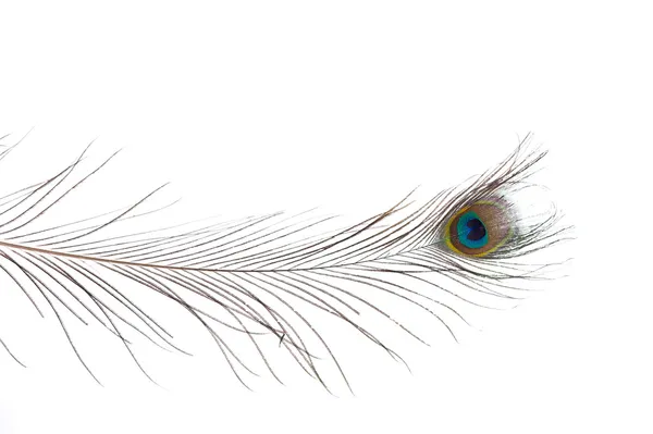 One Peacock Feather — Stock Photo, Image