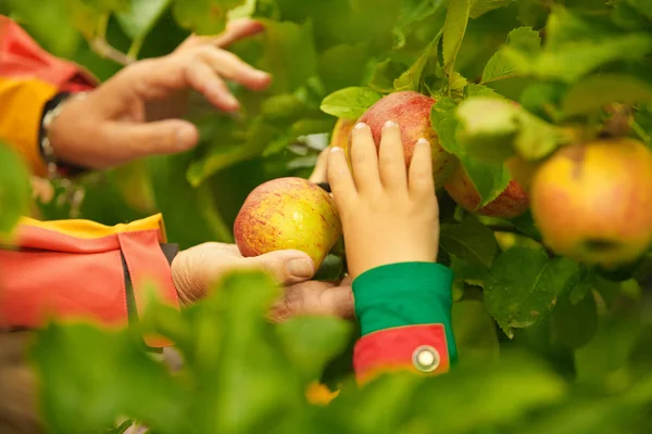 Handen plukken appels uit boom — Stockfoto