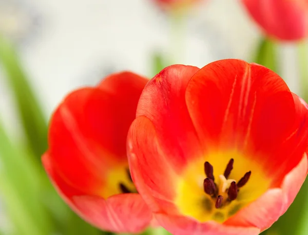 Red tulips with open petals — Stock Photo, Image
