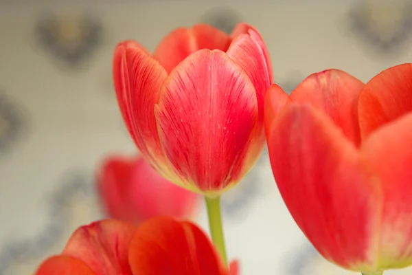 Group of red tulip bulbs blossoming — Stock Photo, Image