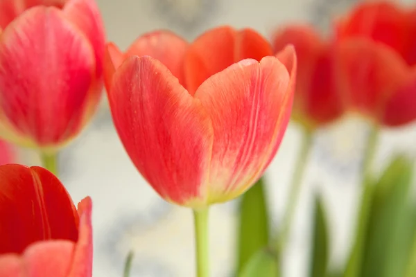 Red tulip bulbs blossoming — Stock Photo, Image