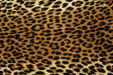 Leopard Spotlar